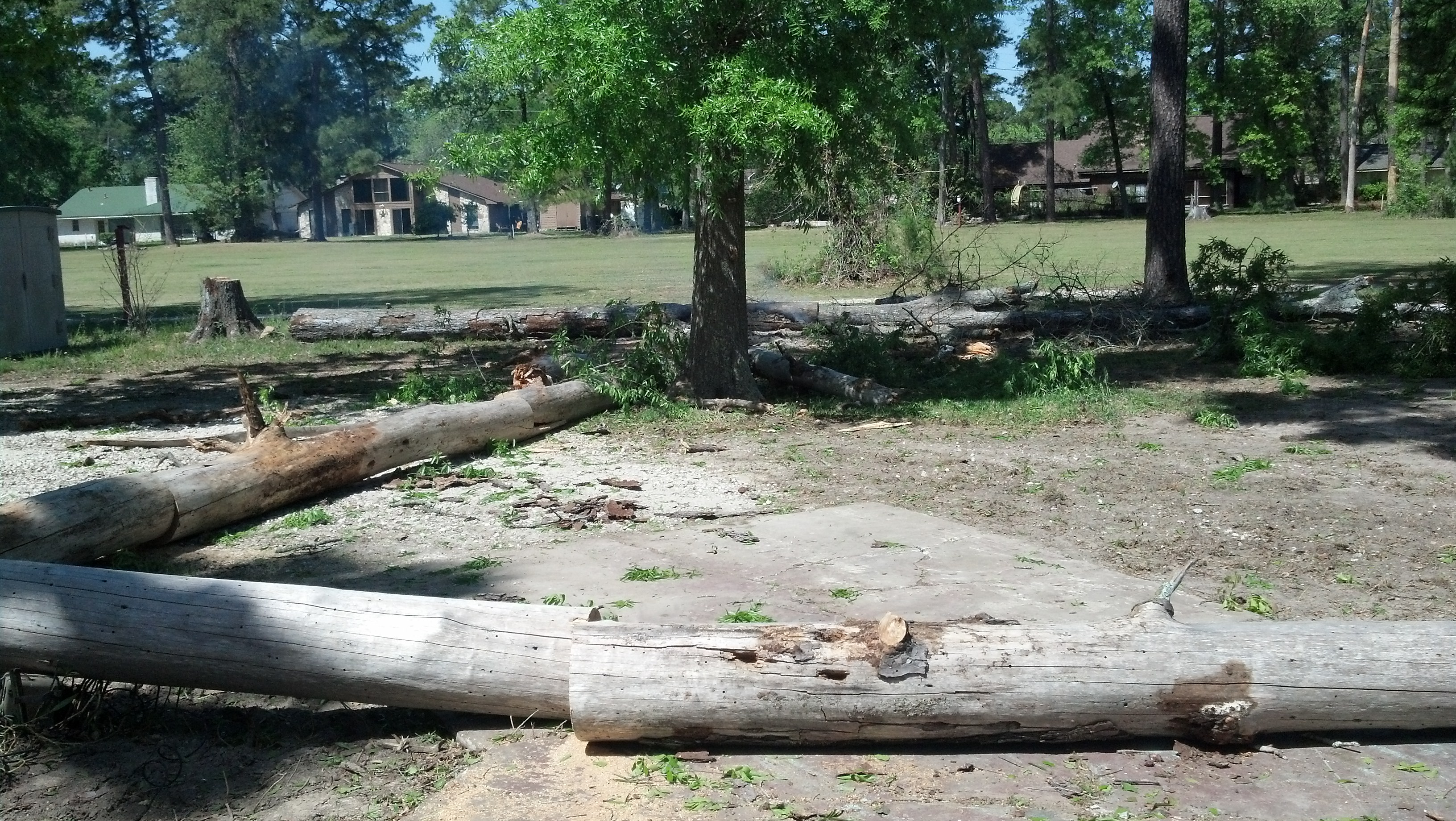 tree clearing dead pines