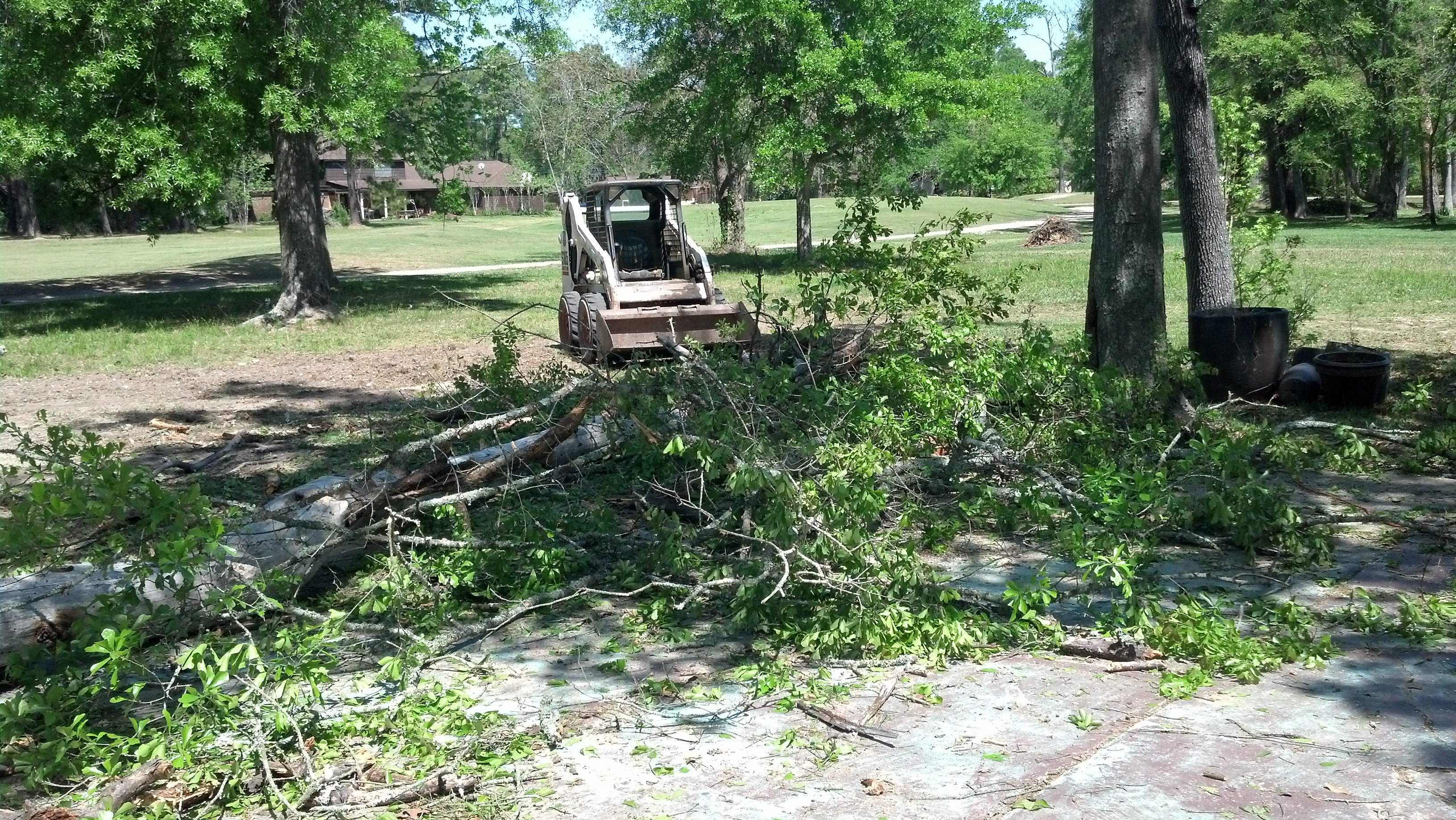 tree clearing dead trees