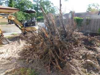 Large stump excavated