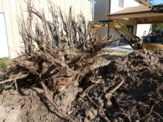 large stump excavated 2