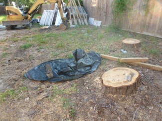 two large pine tree stumps